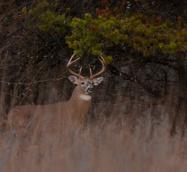 White-tailed deer buck walking through the meadow during the autumn rut in Canada