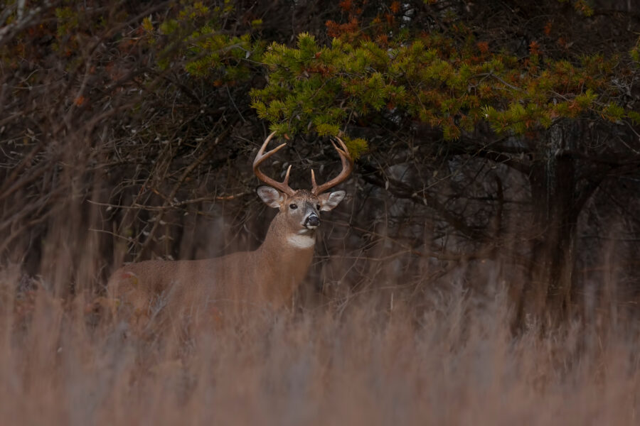 White-tailed deer buck walking through the meadow during the autumn rut in Canada