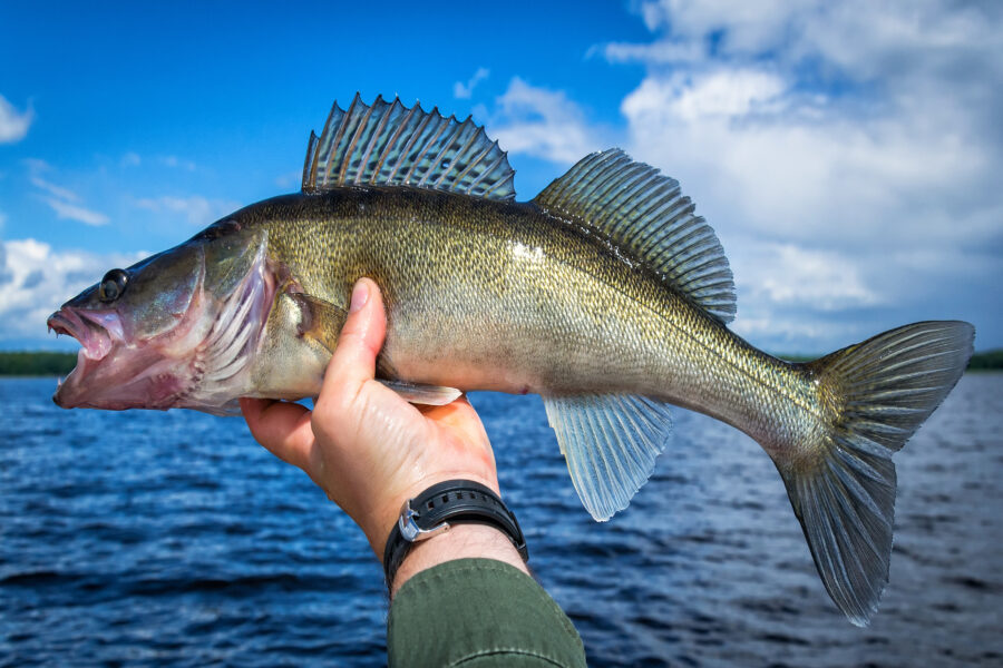 Walleye Challenge