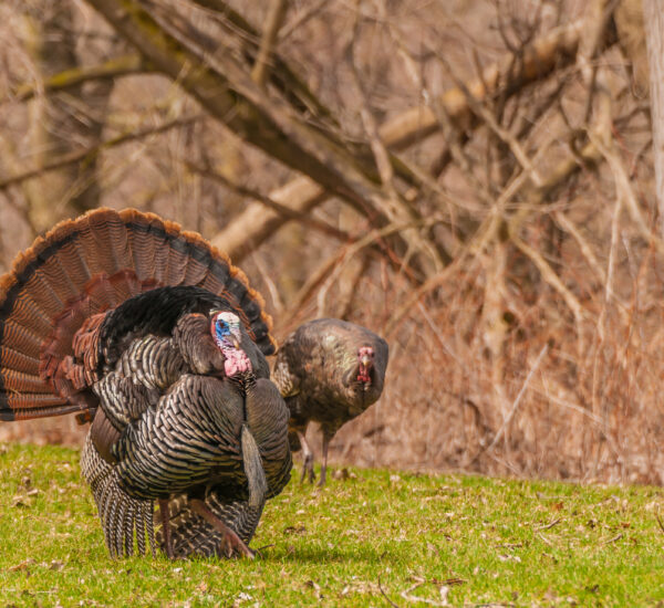 Strutting male wild turkey displaying in the spring mating season.