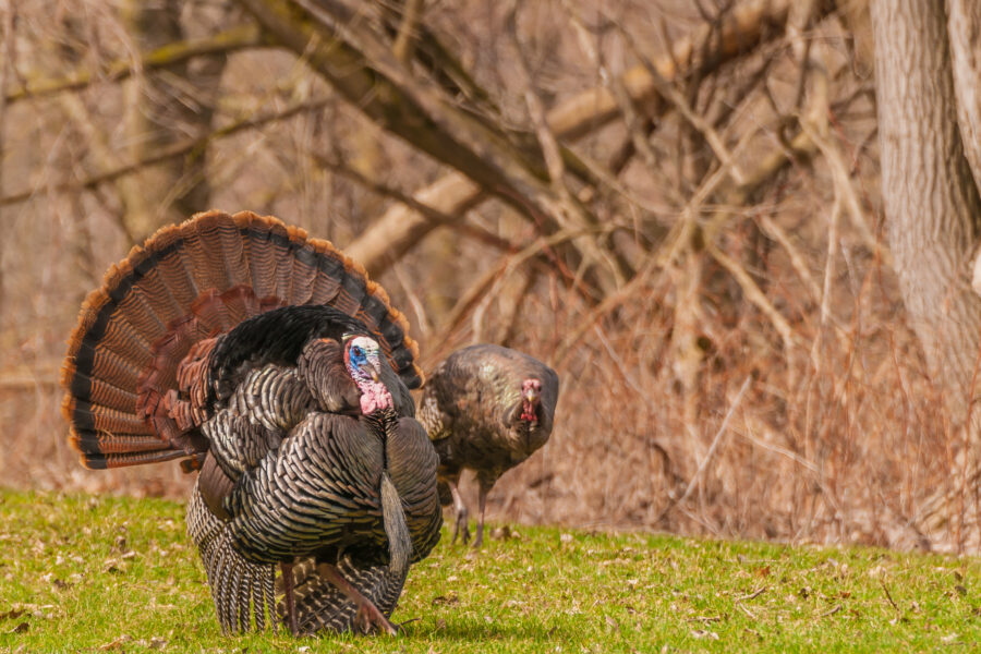 Strutting male wild turkey displaying in the spring mating season.
